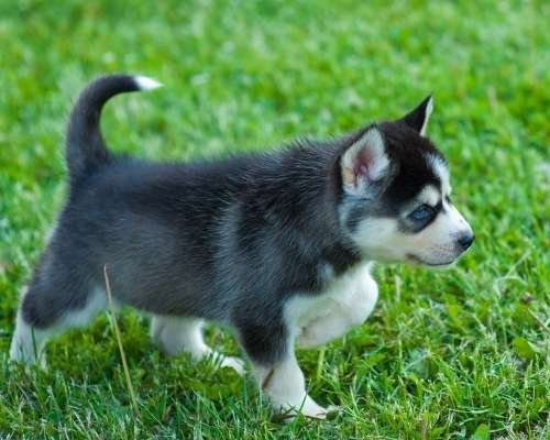 Teacup Pomsky - teacup dog breeds