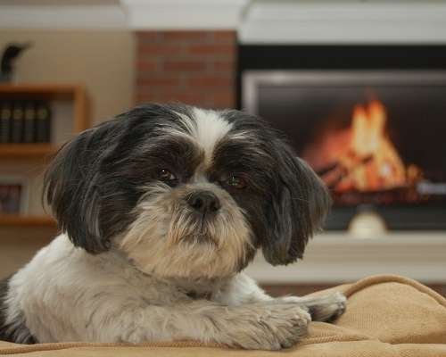 Teacup Shih Tzu - teacup dog breeds