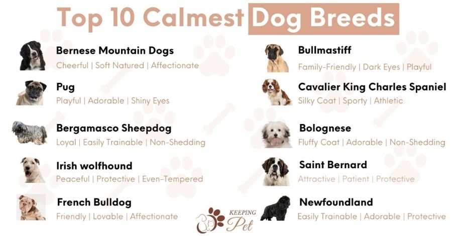 calmest-dog-breeds