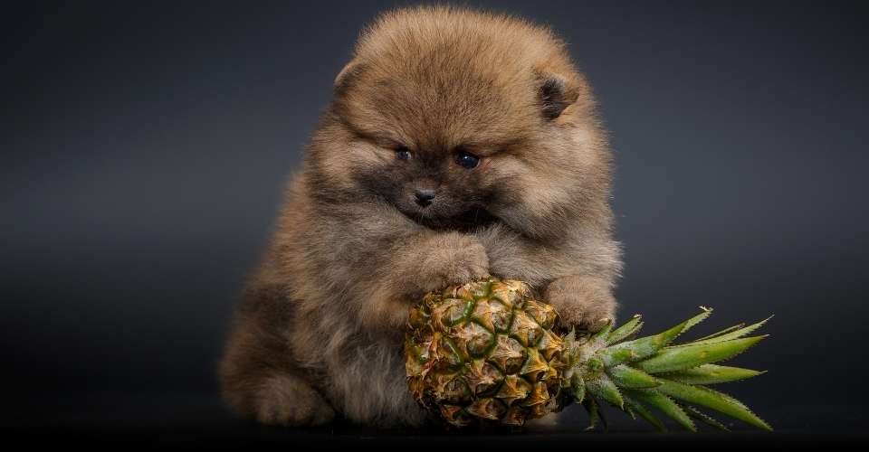 can dogs eat pineapple - keeping pet