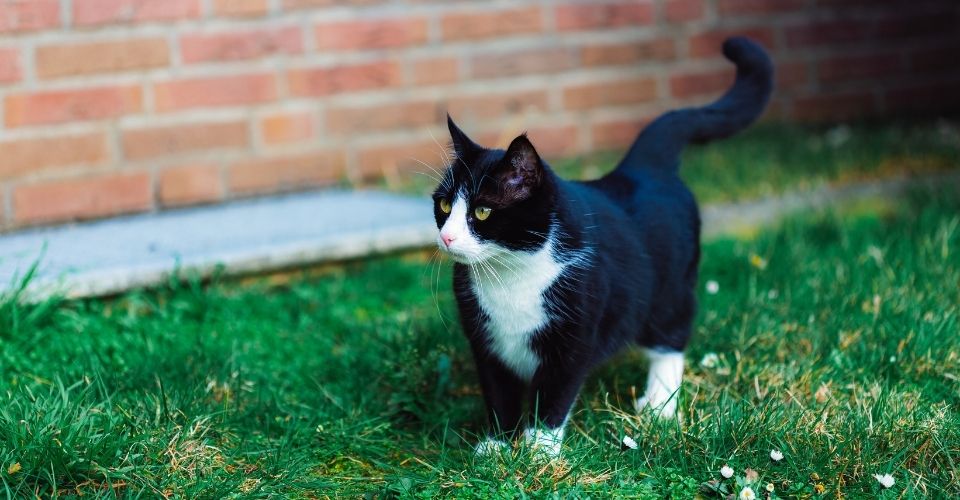 Cute black and white cat on the grass near a wall made of red bricks