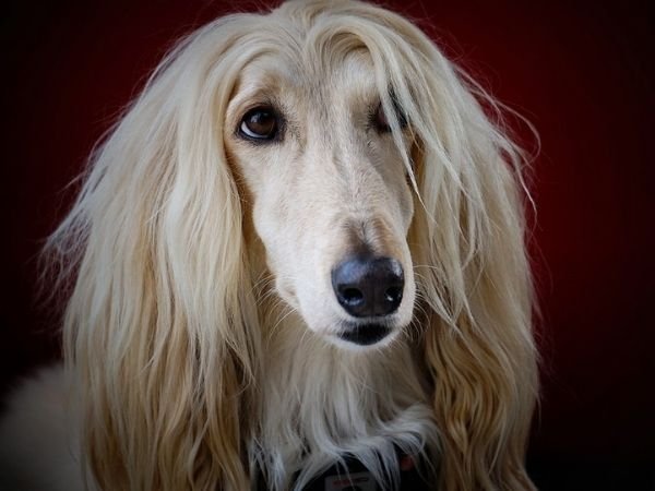 family dogs that don’t shed - afghan hounds