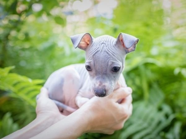 family dogs that don’t shed - american hairless terrier