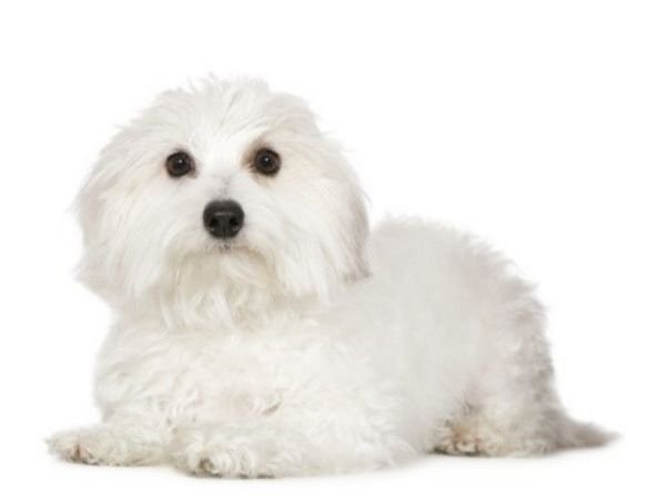 family dogs that don’t shed - coton de tulear-min