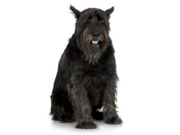 family dogs that don’t shed - giant schnauzer