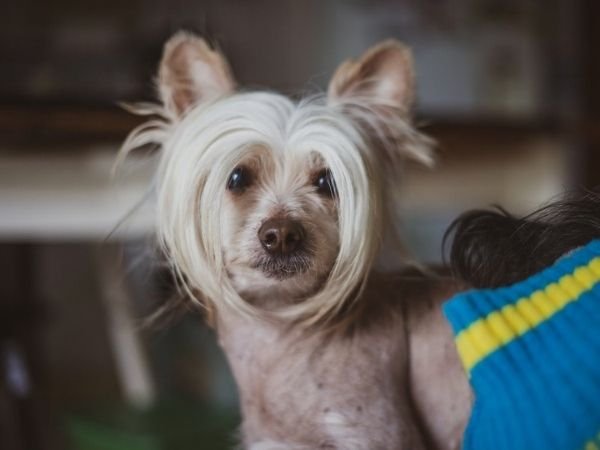 family dogs that don’t shed - hairless chinese crested-min