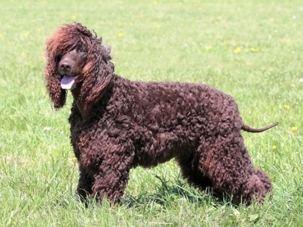 family dogs that don’t shed - irish water setter-min