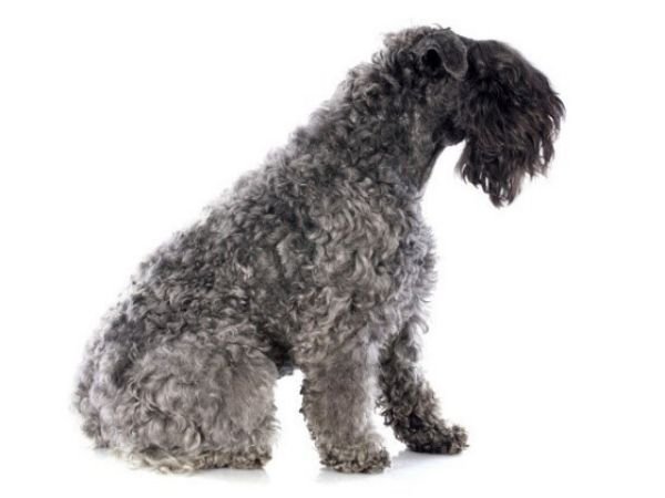 family dogs that don’t shed - kerry blue terrier-min