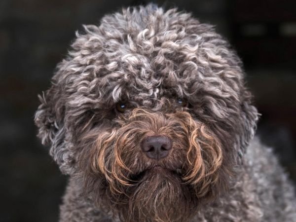 family dogs that don’t shed - lagotto romagnolo