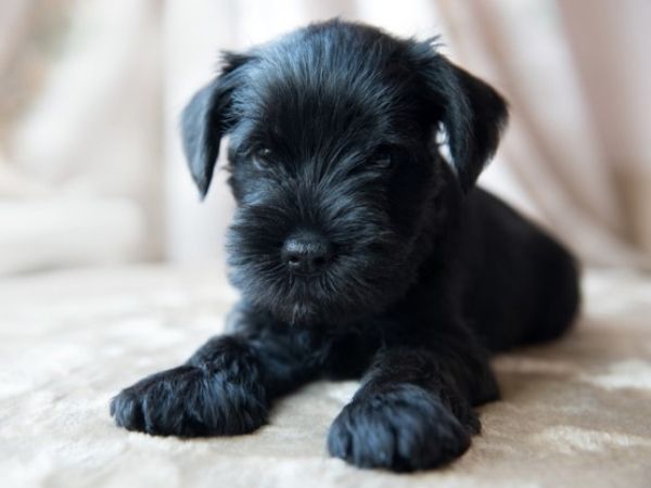 family dogs that don’t shed - miniature schnauzer