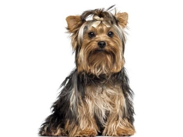 family dogs that don’t shed - yorkshire terrier-min