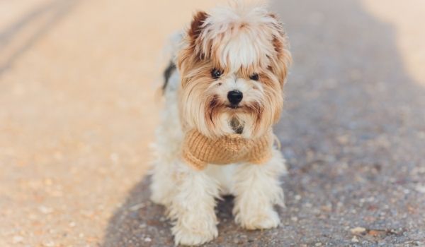 16 Types of Terriers: Which One is Best for You?