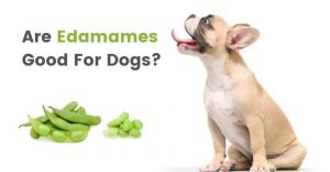 Can Dogs Eat Edamame