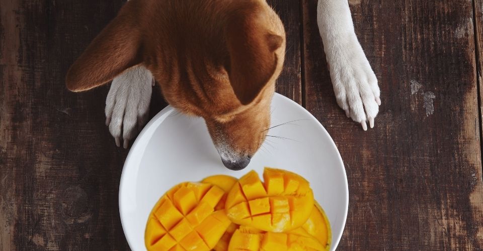 is ripe mango good for dogs