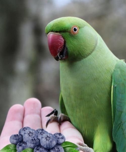 Presenting Grapes to a Parrot