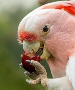 Colored parakeets eating grapes