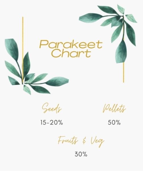 Infographics showing Parakeet Eating Chart