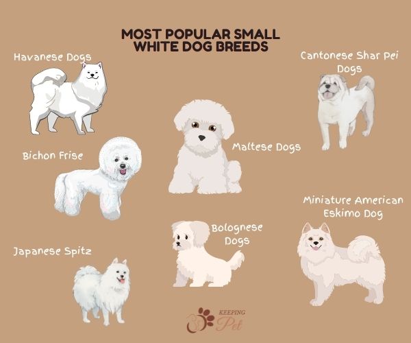 Infographic listing Small White Dog Breeds