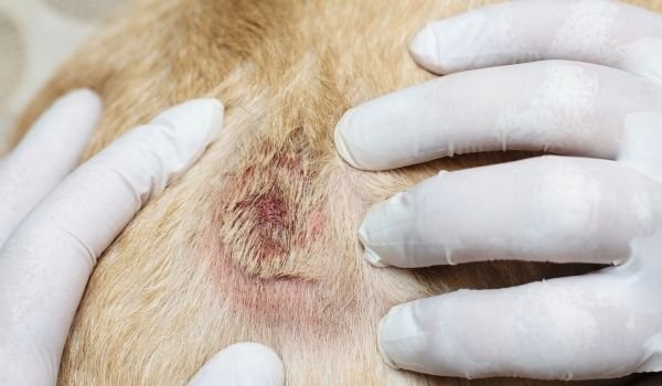 Dog Dandruff Symptoms Causes Prevention