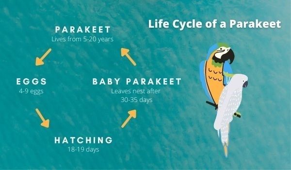 How Long Do Parakeets Live