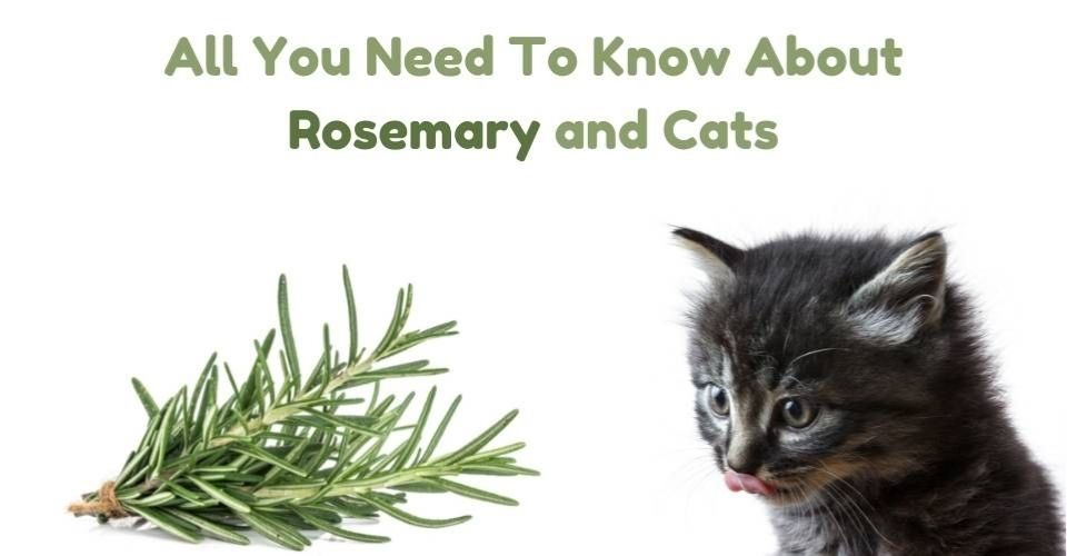 Is Rosemary Safe for Cats