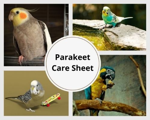 Parakeet Care Sheet