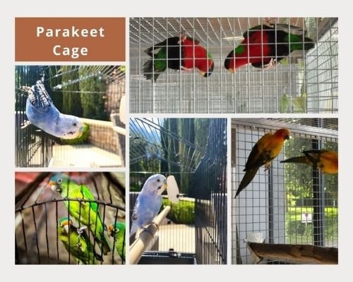 Parakeet Care Sheet