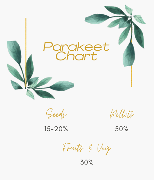 Parakeet Care Sheet
