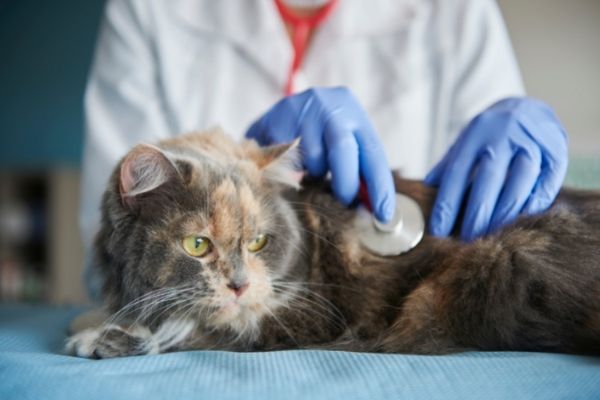 Signs your cat is dying
