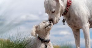 Small White Dog Breeds