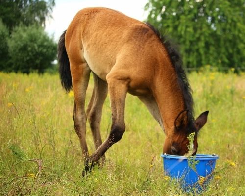 What Do Horses Eat - Concentrate Mixes