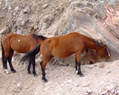 What Do Horses Eat - Salts and Minerals