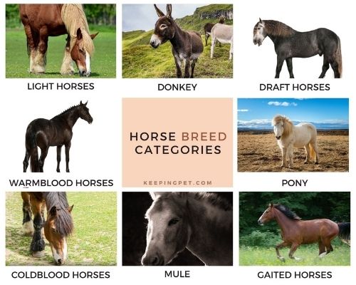 how many breeds of horses are there