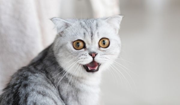 Beautiful grey tabby cat with yellow eyes panting