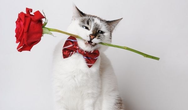 Are roses toxic to cats