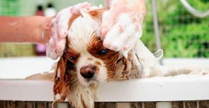 Best Smelling Dog Shampoo