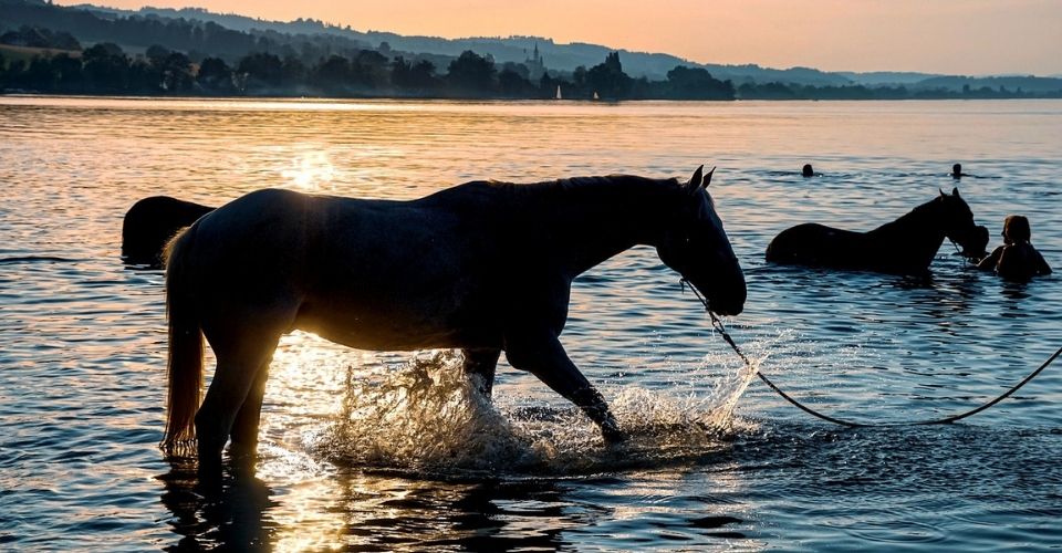 Can horses swim