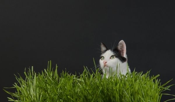 Cat Grass