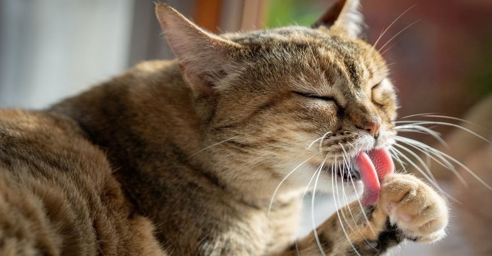 how-to-stop-a-cat-from-licking-its-fur-off-online-store-save-55