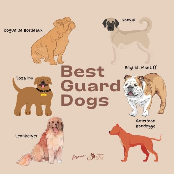 big guard dog breeds-keeping-pet