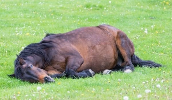 Horses Evolution Do Horses Sleep Standing Up