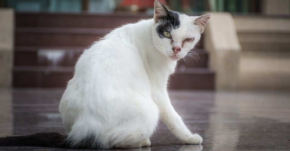 10 Animals with Down Syndrome: Domestic cats with down syndrome