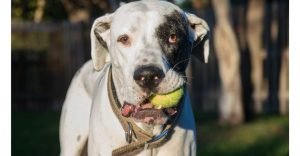 Great Dane Pitbull Mix