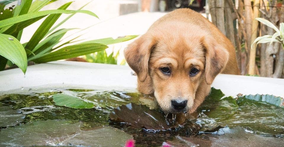 How much water should a puppy drink