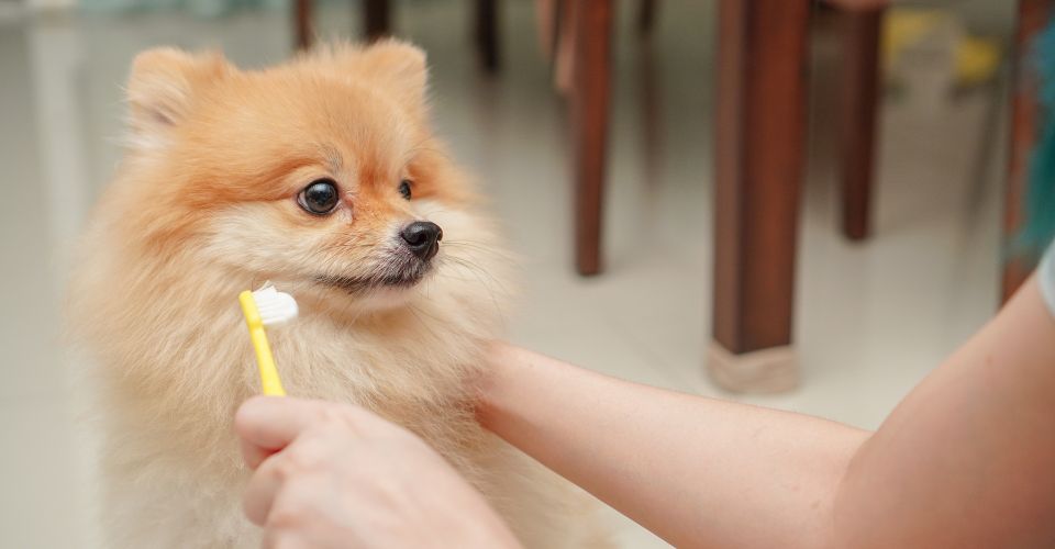 Small Pomeranian is standing on the floor while the owner prepare to brush pet teeth