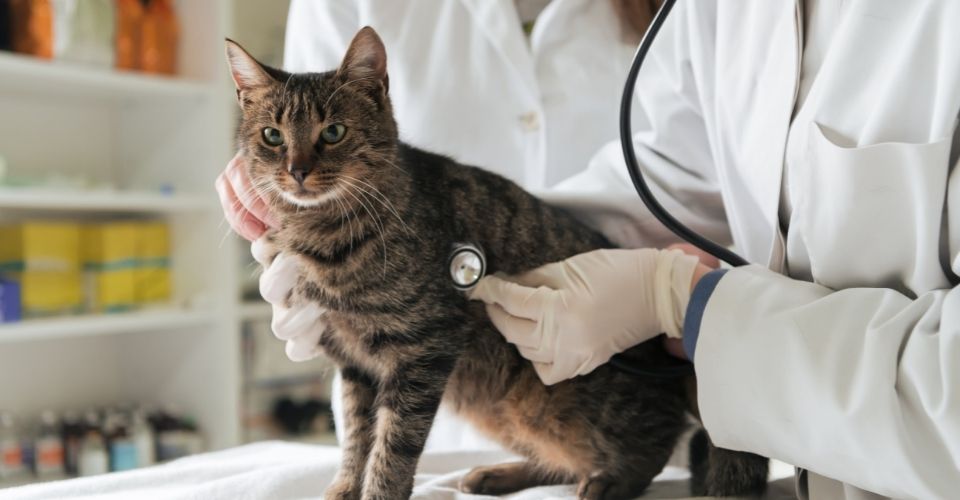 Urinary tract infection in cats