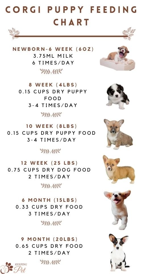 what should i feed my corgi puppy