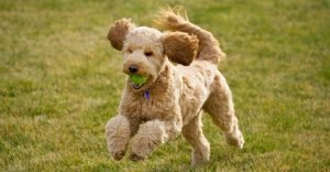 Are Goldendoodles Hypoallergenic