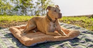 Best Dog Food for a Pitbull