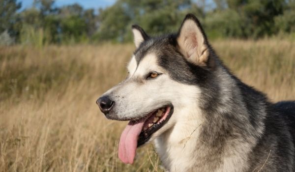 Close up of a Black and White Alaskan Malamute dog standing in a field with its tongue sticking out